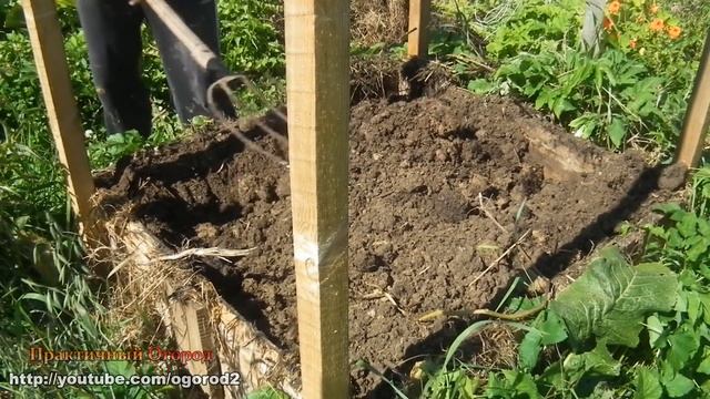 Почти ведро картошки с куста. Мой урожай картофеля в коробе.