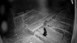 Почему волки нападают на собак?