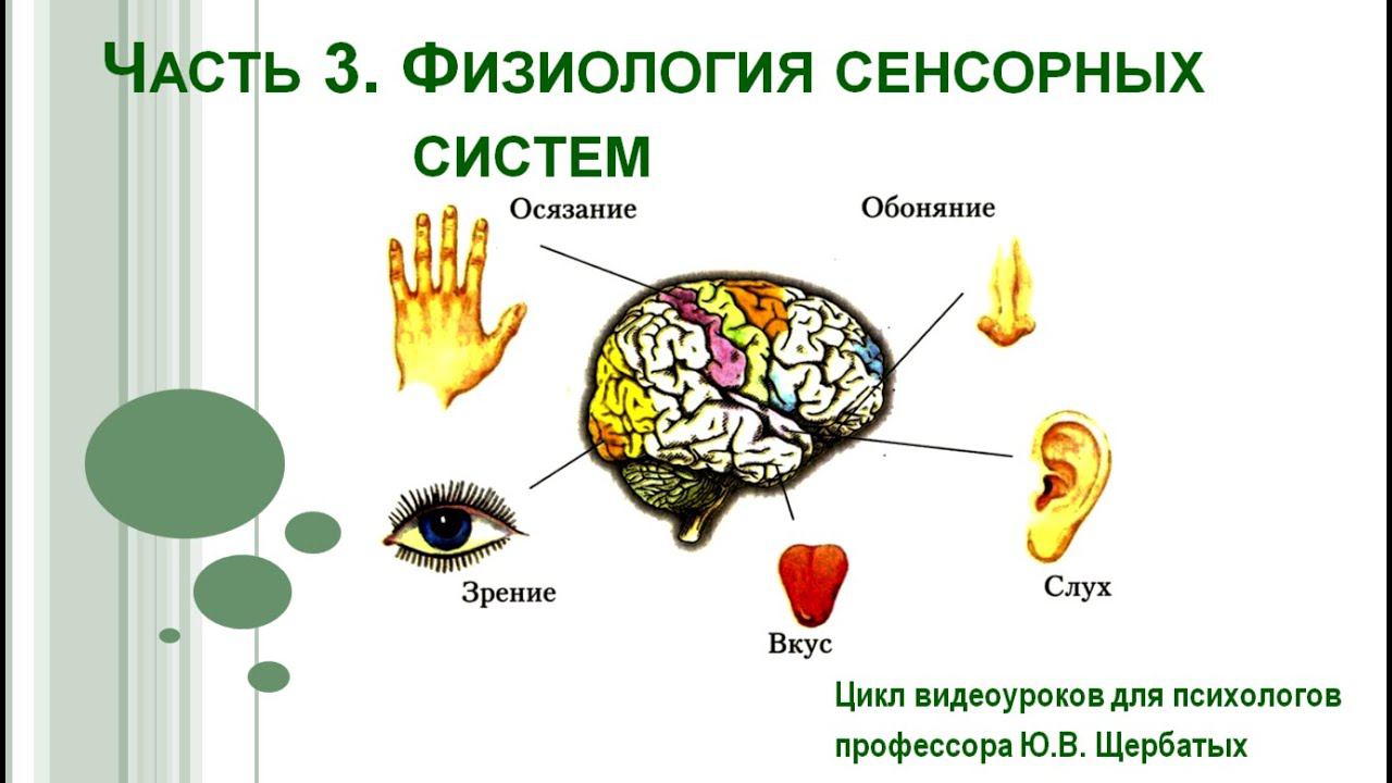 Анализаторы. Зрительный анализатор. Лекция 04Ф