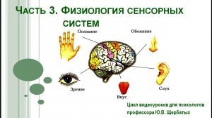 Анализаторы. Зрительный анализатор. Лекция 04Ф