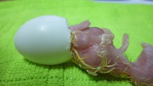 Вылупление птенца кореллы