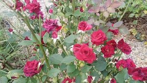 Роза Блэк баккара. Black Bakkara rose