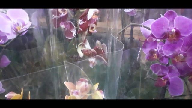 Остатки сладки! Обзор из ОРХОмагазина. смотреть онлайн