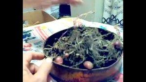 Клубеньки от старого картофеля. Обновление СОРТА.!