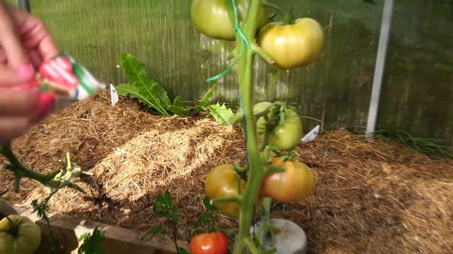 Лучшие сорта томатов для теплицы в Подмосковье, томаты в теплице, обзор сортов.