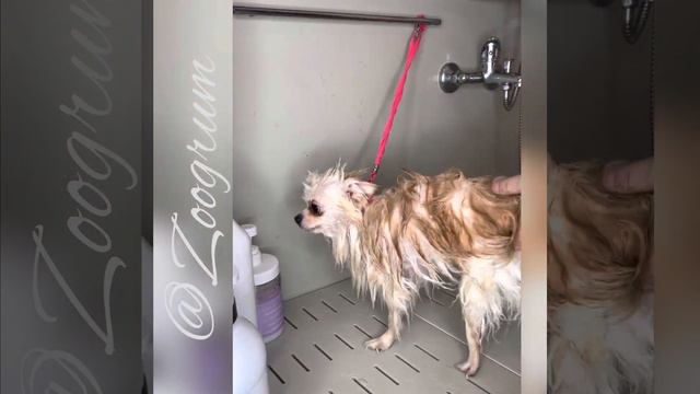 Груминг Шпица. Салон Зоогрум смотреть онлайн