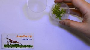 Меристемные аквариумные растения. Часть 1.