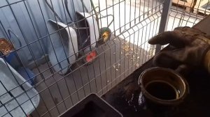 Проверка антифриза pilot рефрактометром