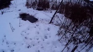 Вылаз бобра зимой в оттепель