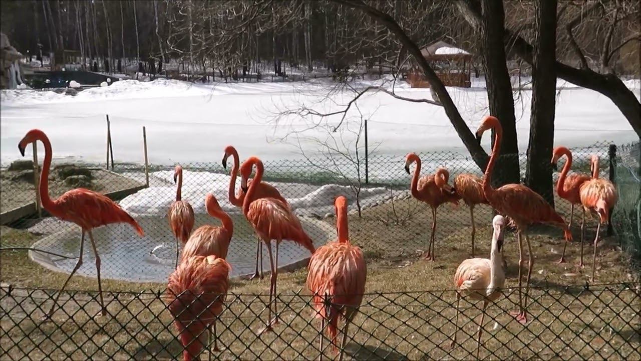 Фламинго на весеннем солнышке 07.04.2023