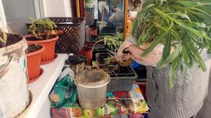 ПЕРЕСАДКА ГАЦАНИИ НА ЗИМУ НА БАЛКОН! ДЕЛАЮ В ПЕРВЫЙ РАЗ!  #гацания #цветы #сад #садоводство