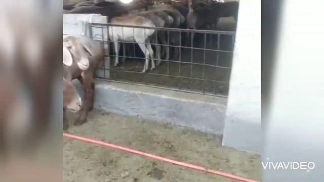 Ярки 12 голов арашан цена 27000сом г.Бишкек тел:  +996 700 885 630 | арашан койлору