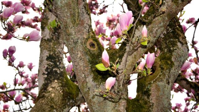 The Magnolia Trees~Breathtaking delicate beauty смотреть онлайн