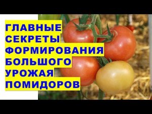 Главные секреты формирования большого урожая помидоров после высадки рассады