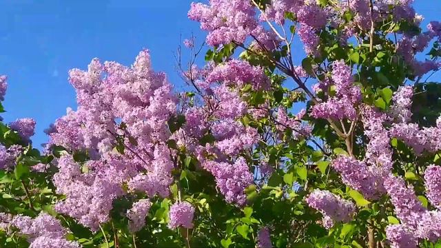 Ольга Ростова - "Сады цветут"(кавер) смотреть онлайн