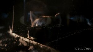 Hachiko ~ Goodbye  {sad video}