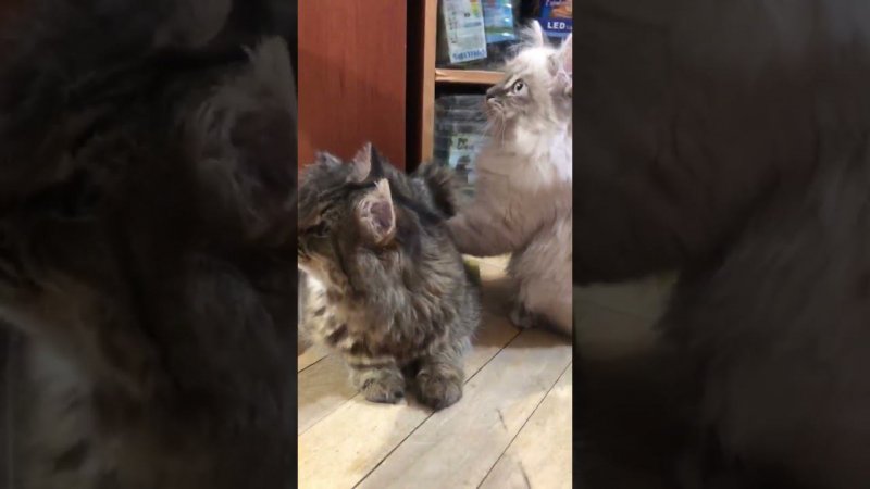 Массажист в деле)))