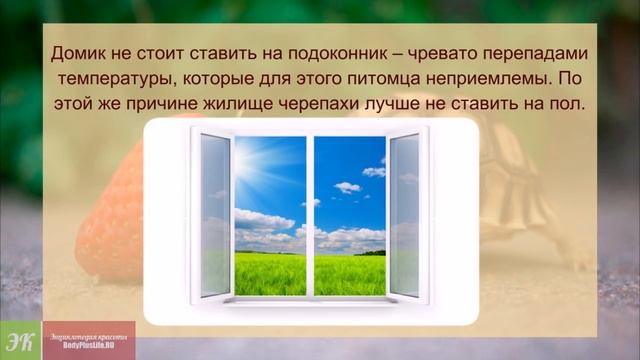 Как ухаживать за черепахой ПРАВИЛЬНЫЙ уход за черепахой в домашних условиях смотреть онлайн