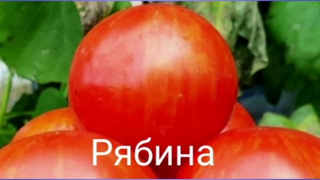 Обзор коллекционных томатов - 11