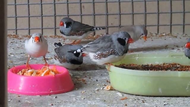 Амадины-кормление. смотреть онлайн