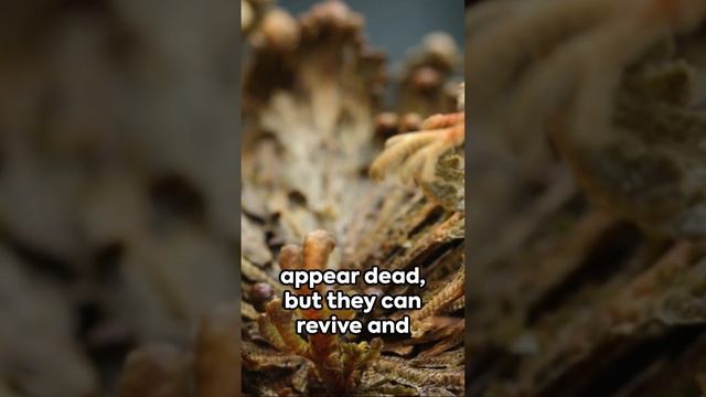 The Incredible Resurrection Plants смотреть онлайн