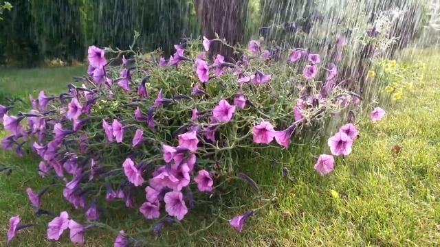 Музыка для медитации и сна Relax Flowers Music for sleeping смотреть онлайн