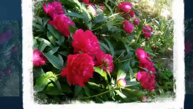 КРАСОТА ЦВЕТОВ НЕПОВТОРИМАЯ!!!🌸