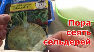 Посев на снег семян корневого сельдерея на рассаду.