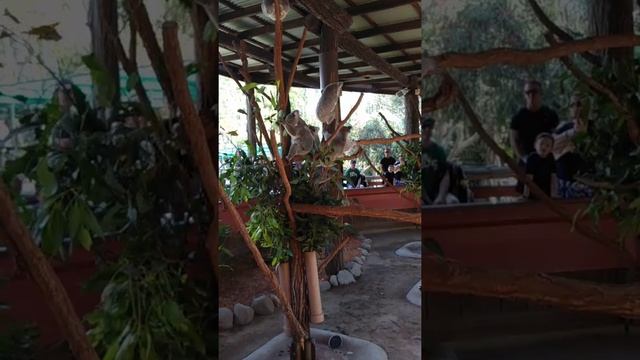 Австралия зоопарк .Коала . Koala au.zoo смотреть онлайн