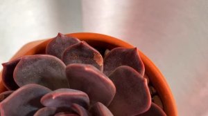 Эхеверия Марром/Echeveria Marrom: яркая и неприхотливая