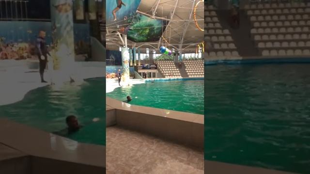 Дельфинарий Евпатория смотреть онлайн