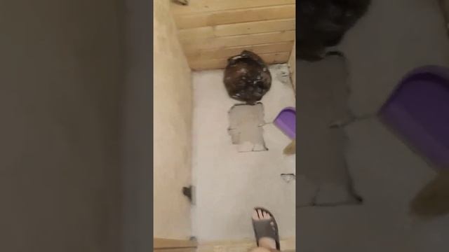 Начал делать дома ремонт, а тут сюрприз) смотреть онлайн