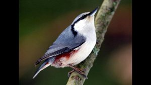 Пение птиц - Поползень