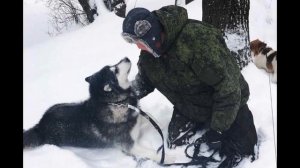 Пса стоимостью более 70 000, сдали в приют и вот почему