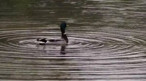 Тихий водоём! Басни Михалкова!