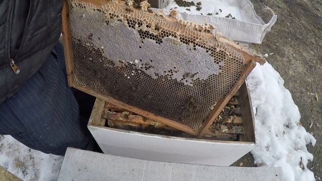 ЗАСЕЛЯЮ АПИДОМИК ПЧЕЛАМИ. смотреть онлайн