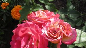 Мой Розовый Сад 2020г. Michel Drucker и Simply Gorgeous.Мои малышки...