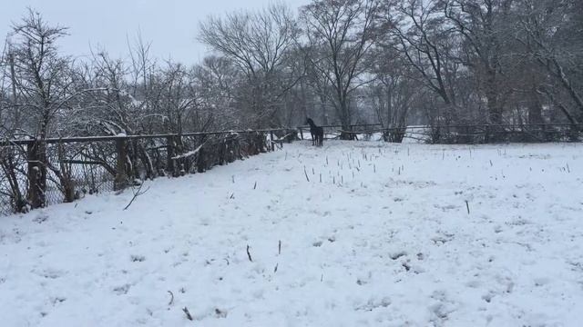 Лошадь купается в снегу/ Doubrovka Cheval se baigne dans la neige смотреть онлайн