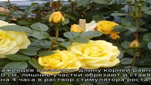 Морозостойкие розы для Сибири