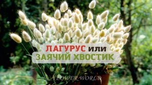Лагурус или заячий хвостик.(Lagurus ovatus)?