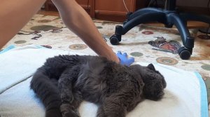 Промывание коту носика (другой ракурс)