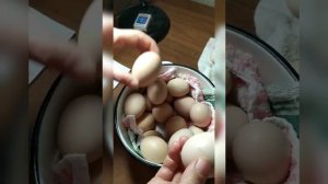 Подготовка яиц для инкубатора.Способы хранения яйца.