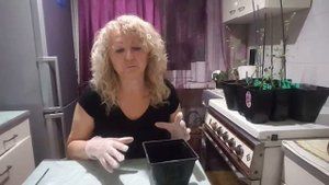 Передержка клематиса  до высадки на участок . Хотите знать всё о клематисах . Clematis Taiga .