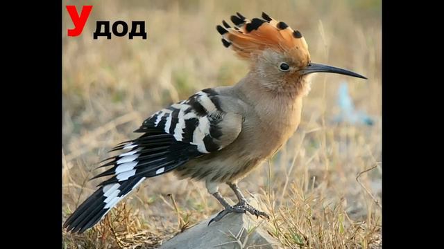 Учим буквы - видео для малышей (Буква У)