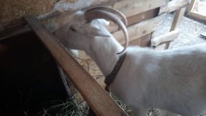 Мои дамы бальзаковского возраста.