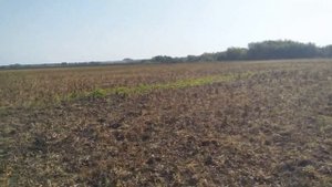 Гербицид Аргумент стар глифосат в паровых полях, результат применения.