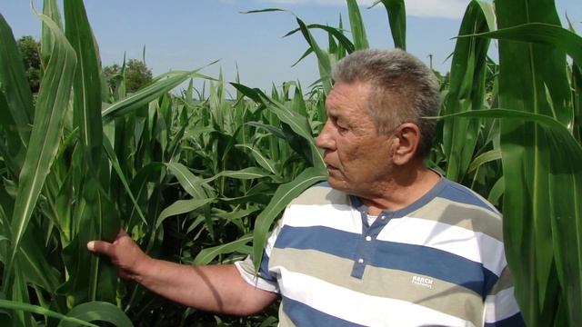 No-till кукуруза после подсолнечника. Фаза выброс метелки смотреть онлайн