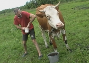 Как защитить корову от гнуса на пастбище, выгуле , народное средство