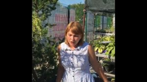 Сосна Банкса