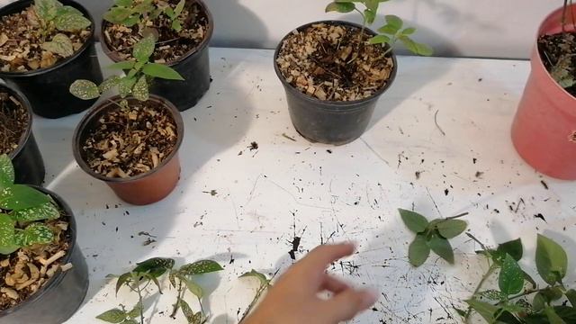 hypoestes paleta de pintor payasito todo sobre sus cuidados y reproduccion chuyito jardinero смотреть онлайн